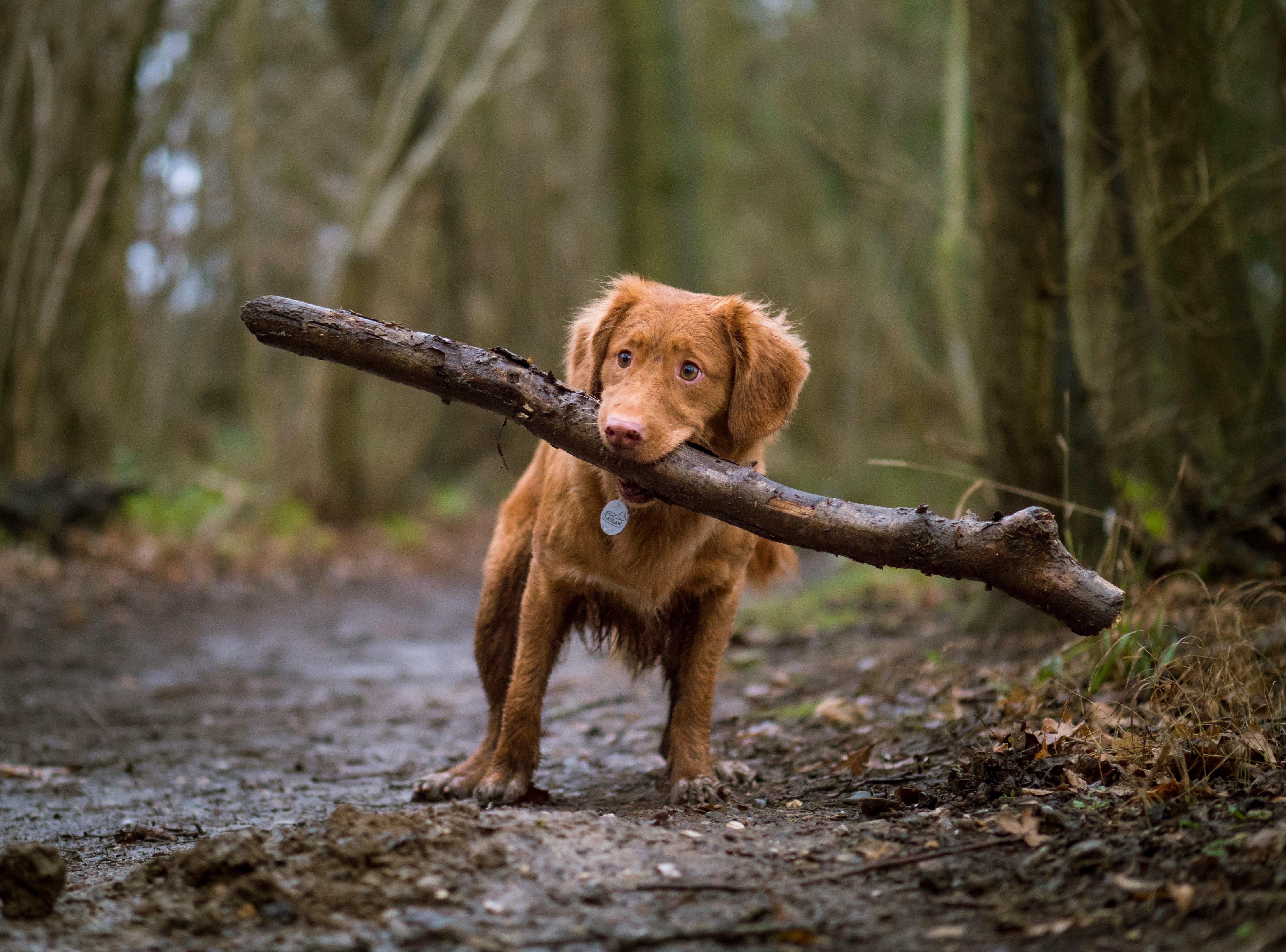 Dog with stick